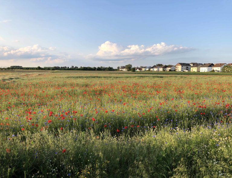 Neulußheim blüht auf!