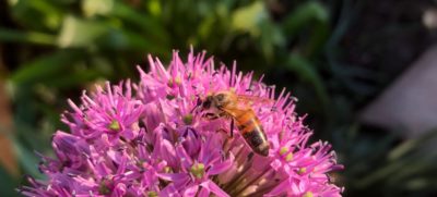 Wildbiene auf Blüte 2020-04