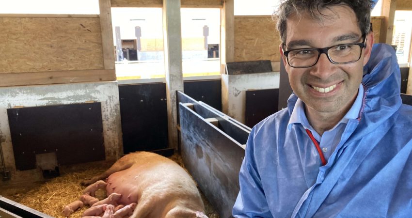 Dr. Andre Baumann in einem Schweinestall mit freier Abferkelung, der ohne Kastenstand auskommt.