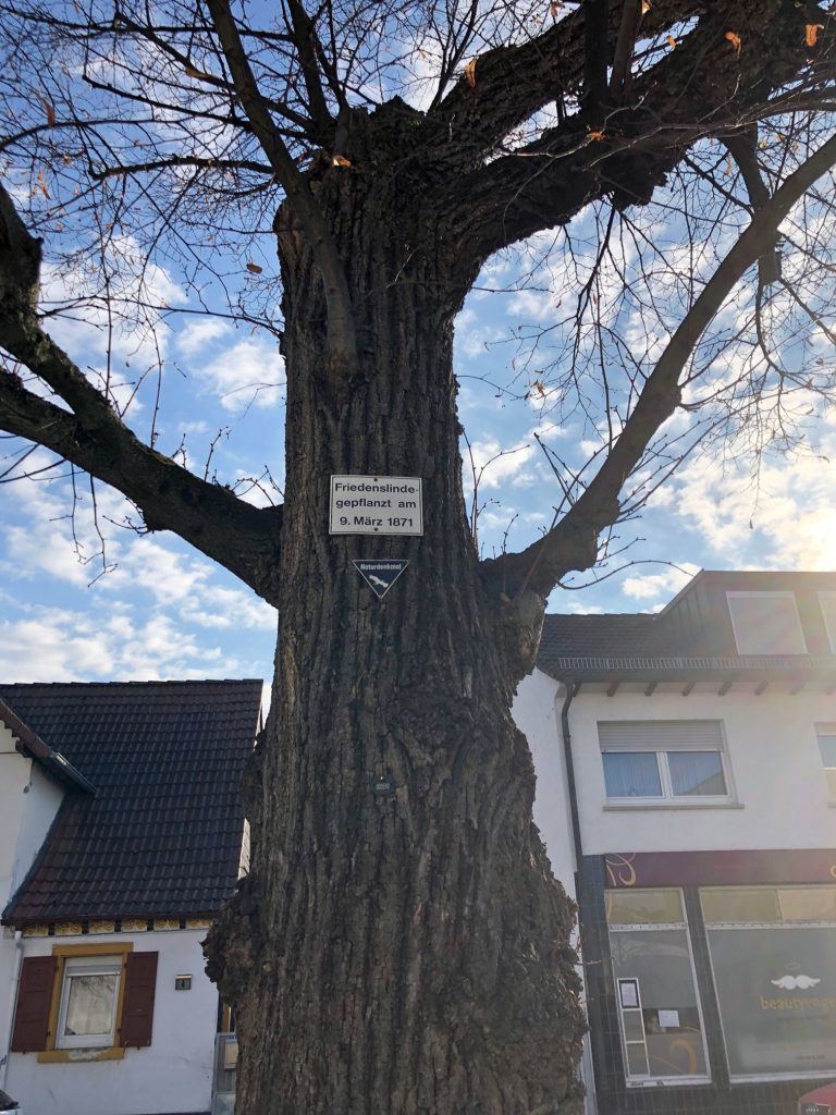 Neulußheimer Friedenslinde – Baum erinnert heute seit genau 150 Jahren an die Neulußheimer Teilnehmer des Deutsch-Französischen Krieges