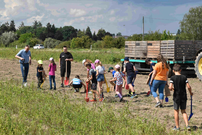 Kartoffelspaß – von der Ernte bis zum Teller