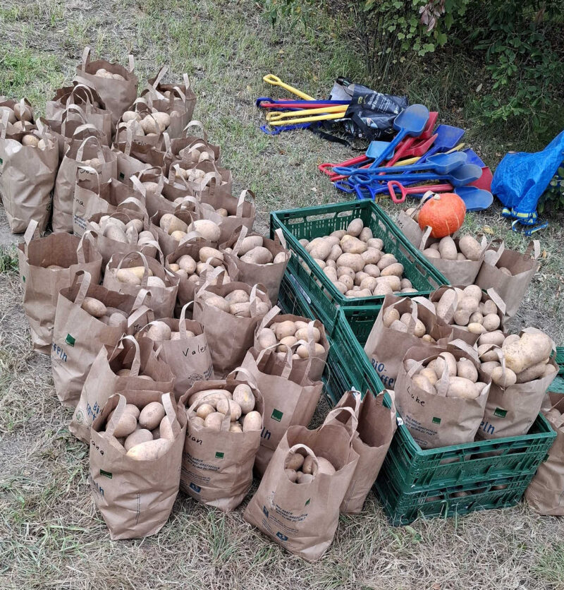 Reiche Ernte - Biokartoffeln in Papiersäcken 2025-08